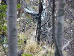 Image of South American cougar