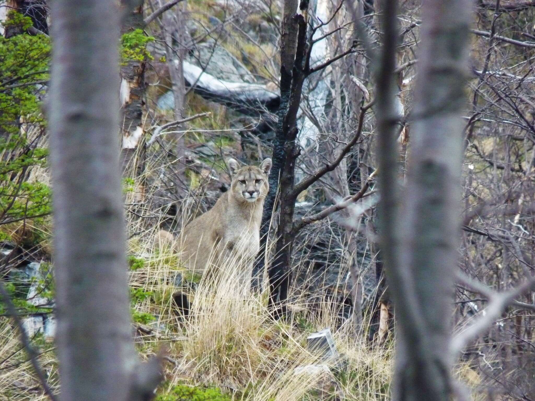 Image of South American cougar