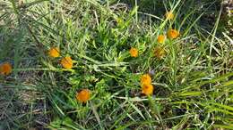 Sivun Polygala lutea L. kuva