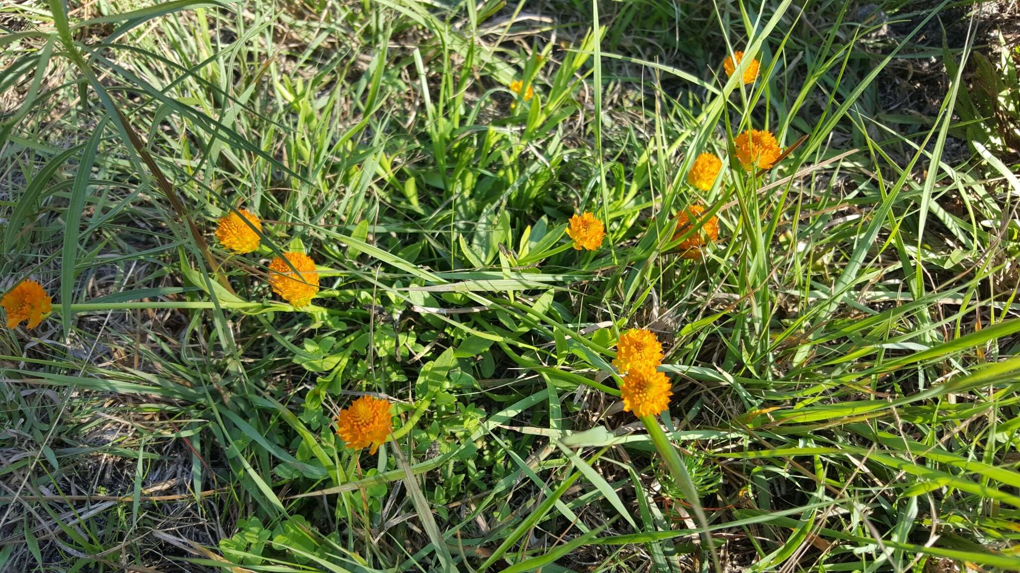 Sivun Polygala lutea L. kuva