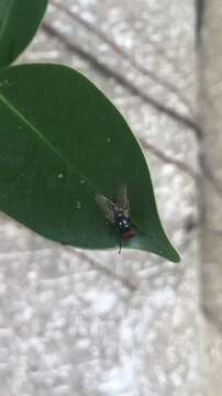 Image of House fly