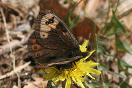 Erebia epistygne Hübner 1816 resmi