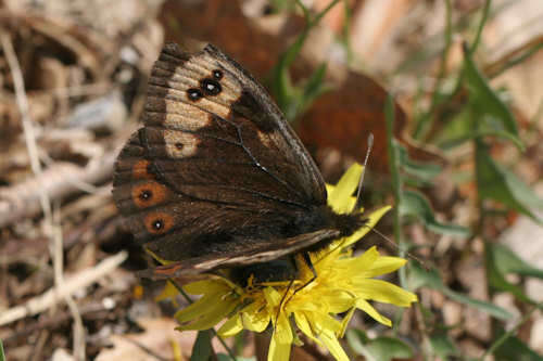 Erebia epistygne Hübner 1816 resmi