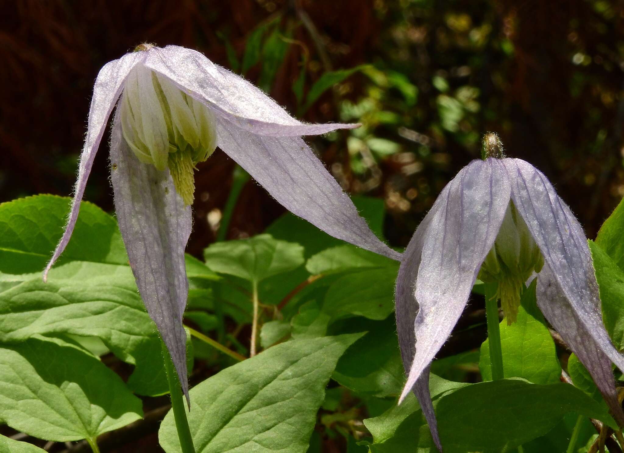 Image of rock clematis