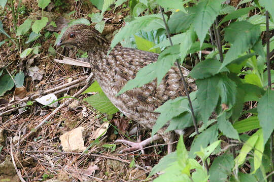 Image of Cabot's Tragopan