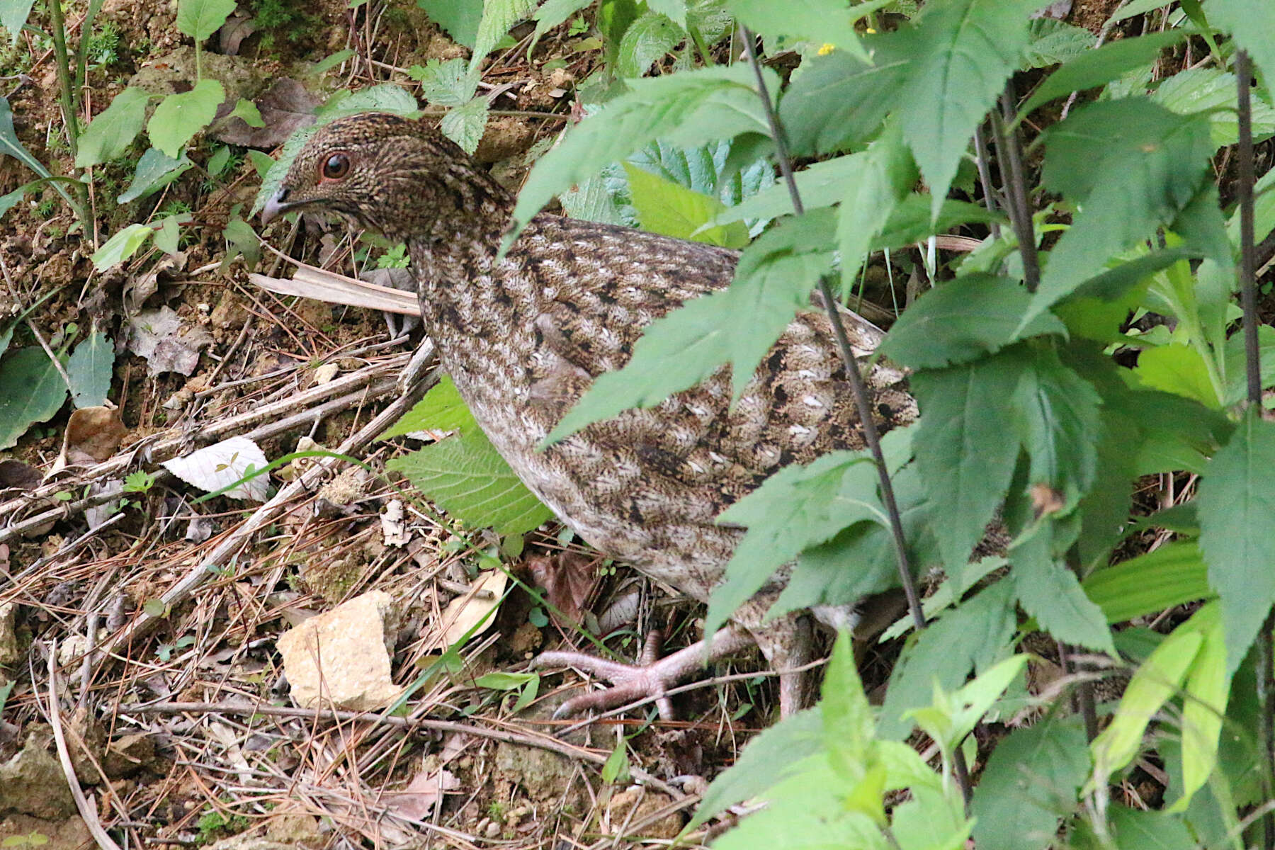 Imagem de Tragopan caboti (Gould 1857)