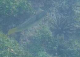 Image of Spinster wrasse