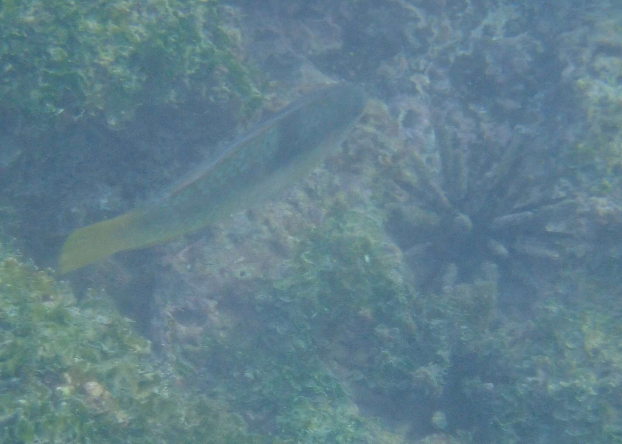 Image of Spinster wrasse