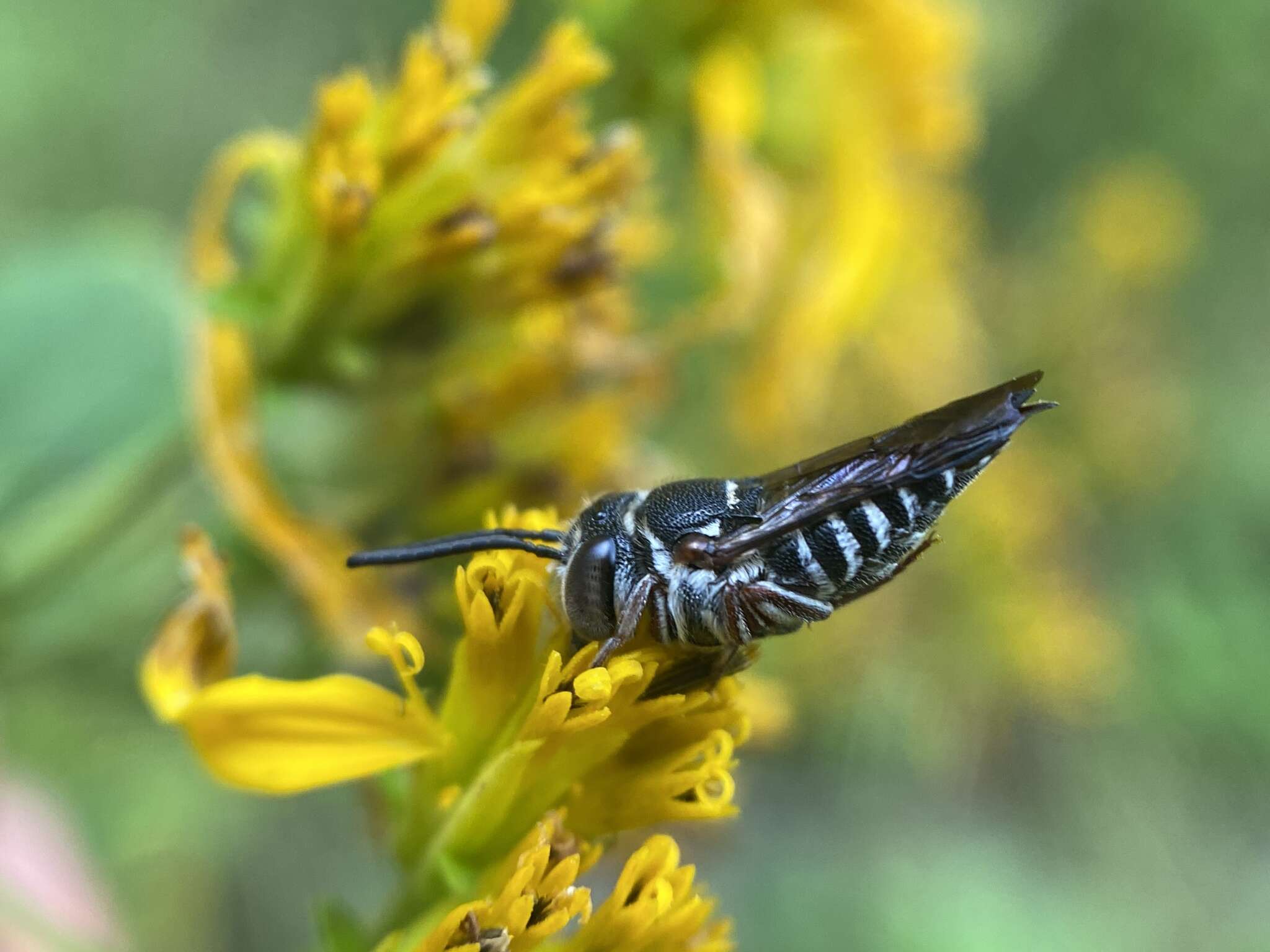 Image of Coelioxys germanus Cresson 1878