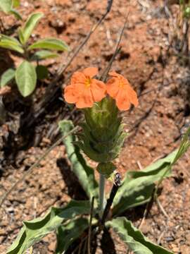 Image of Crossandra greenstockii S. Moore