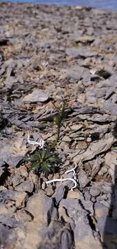 Image of Inuit wallflower