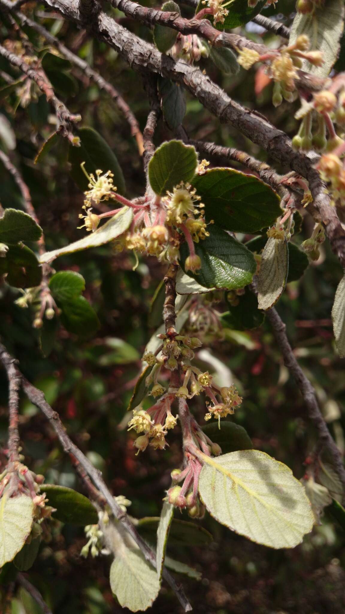 Image de Cercocarpus fothergilloides Kunth