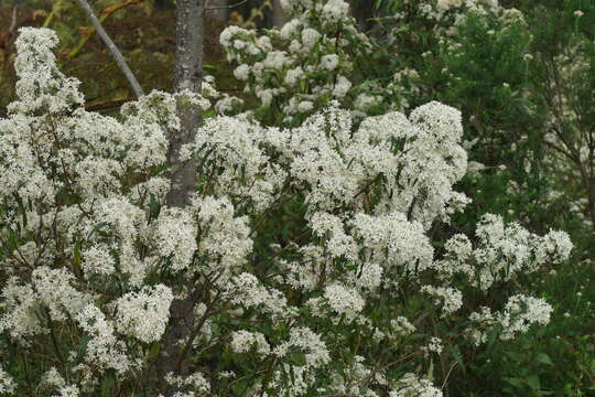 Image of Olearia lyrata (Sims) Hutch.