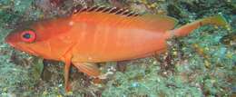 Image of Banded Reed Cod