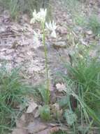 Слика од Orchis provincialis Balb. ex Lam. & DC.