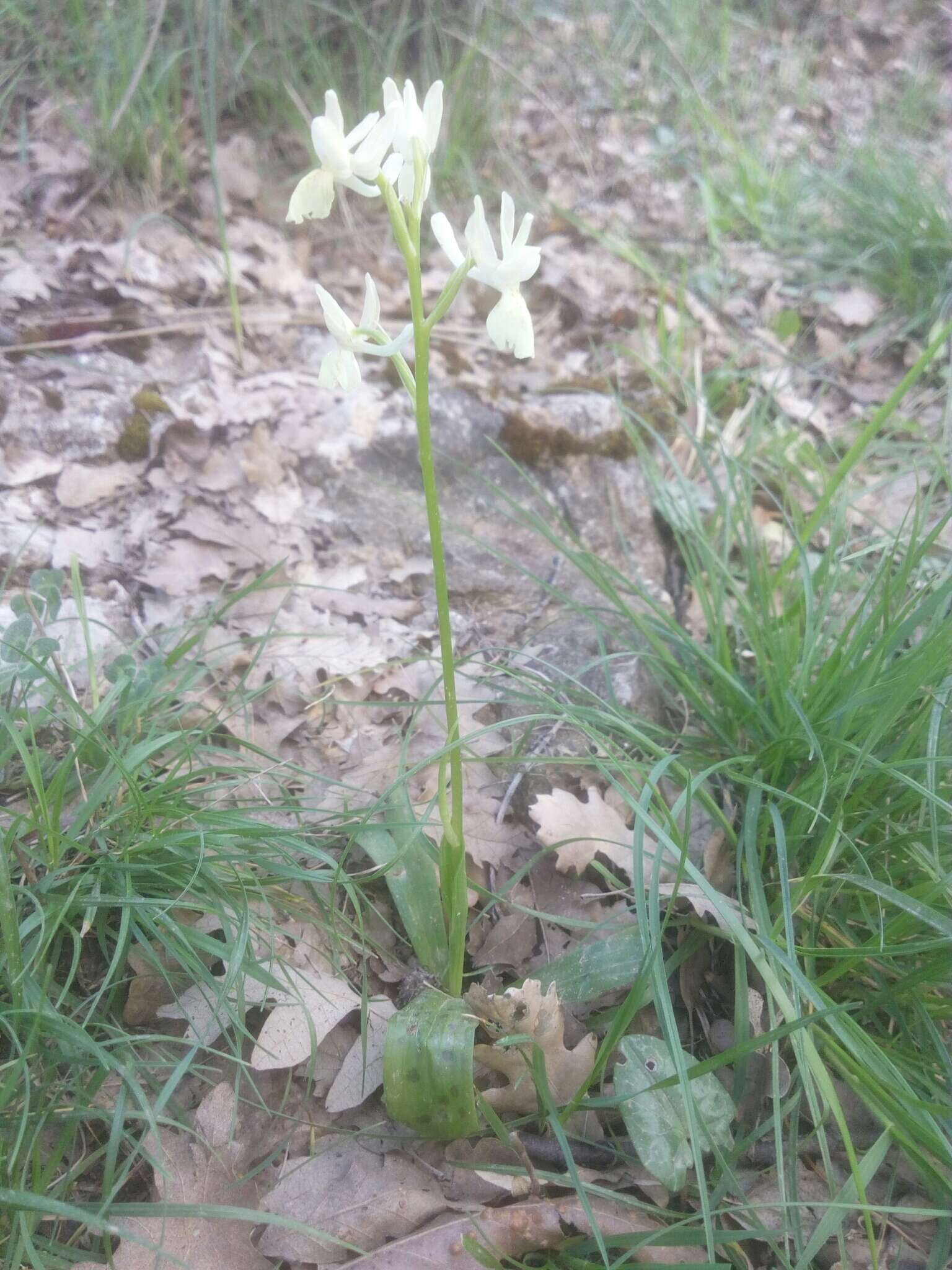 Слика од Orchis provincialis Balb. ex Lam. & DC.