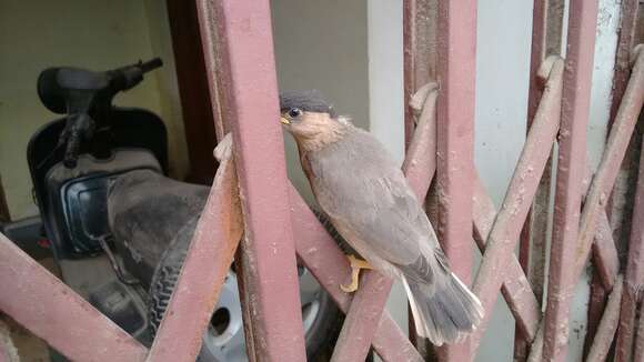 Image of Brahminy Starling