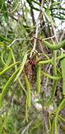 Image of harlequin mistletoe