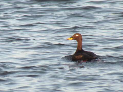 Image of Velvet Scoter