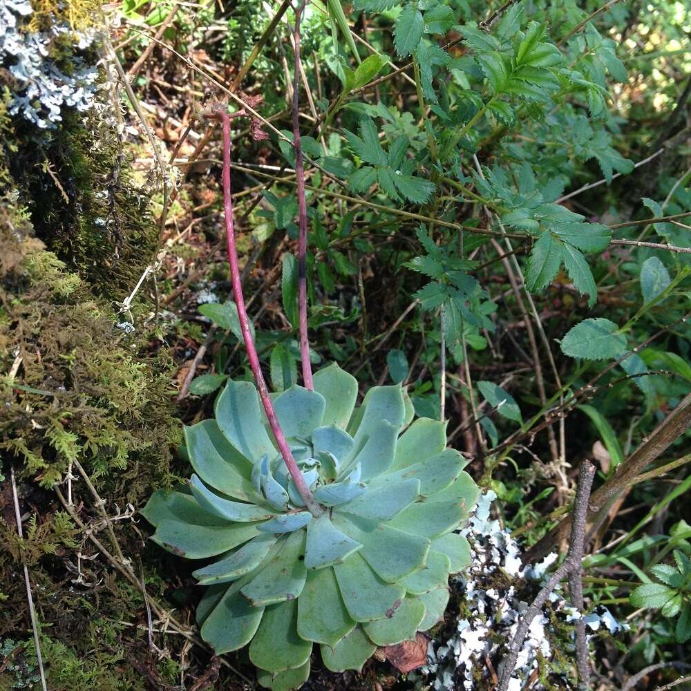 Image of hens and chicks