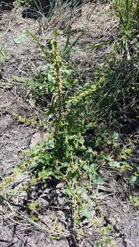 Rumex frutescens Thouars resmi