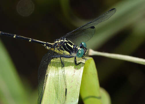 Imagem de Austrogomphus bifurcatus Tillyard 1909