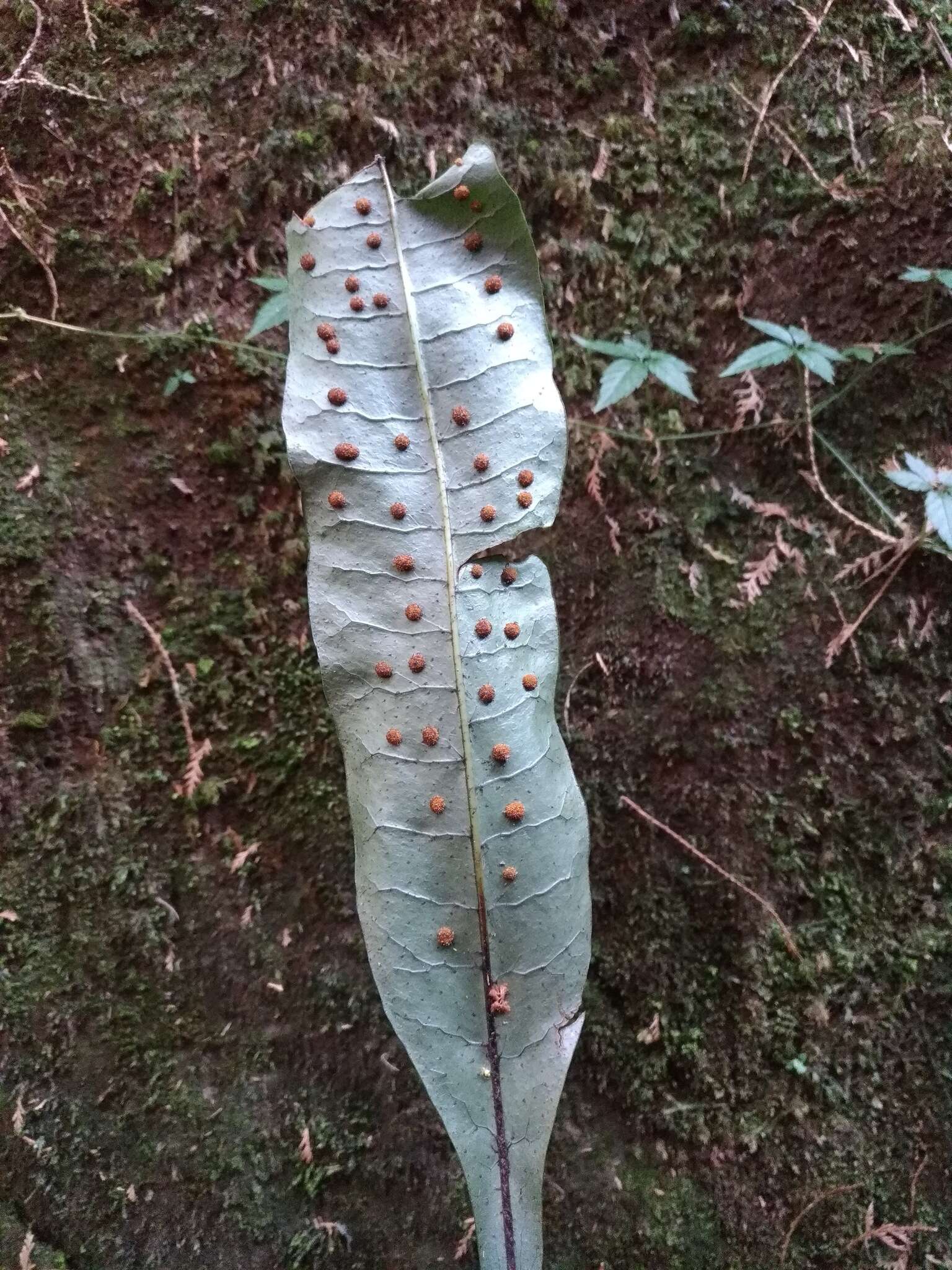 Image of Neocheiropteris ensata (Thunb.) Ching