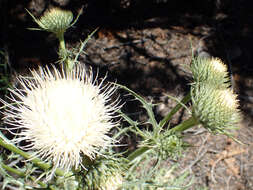 Cirsium cymosum (Greene) J. T. Howell的圖片