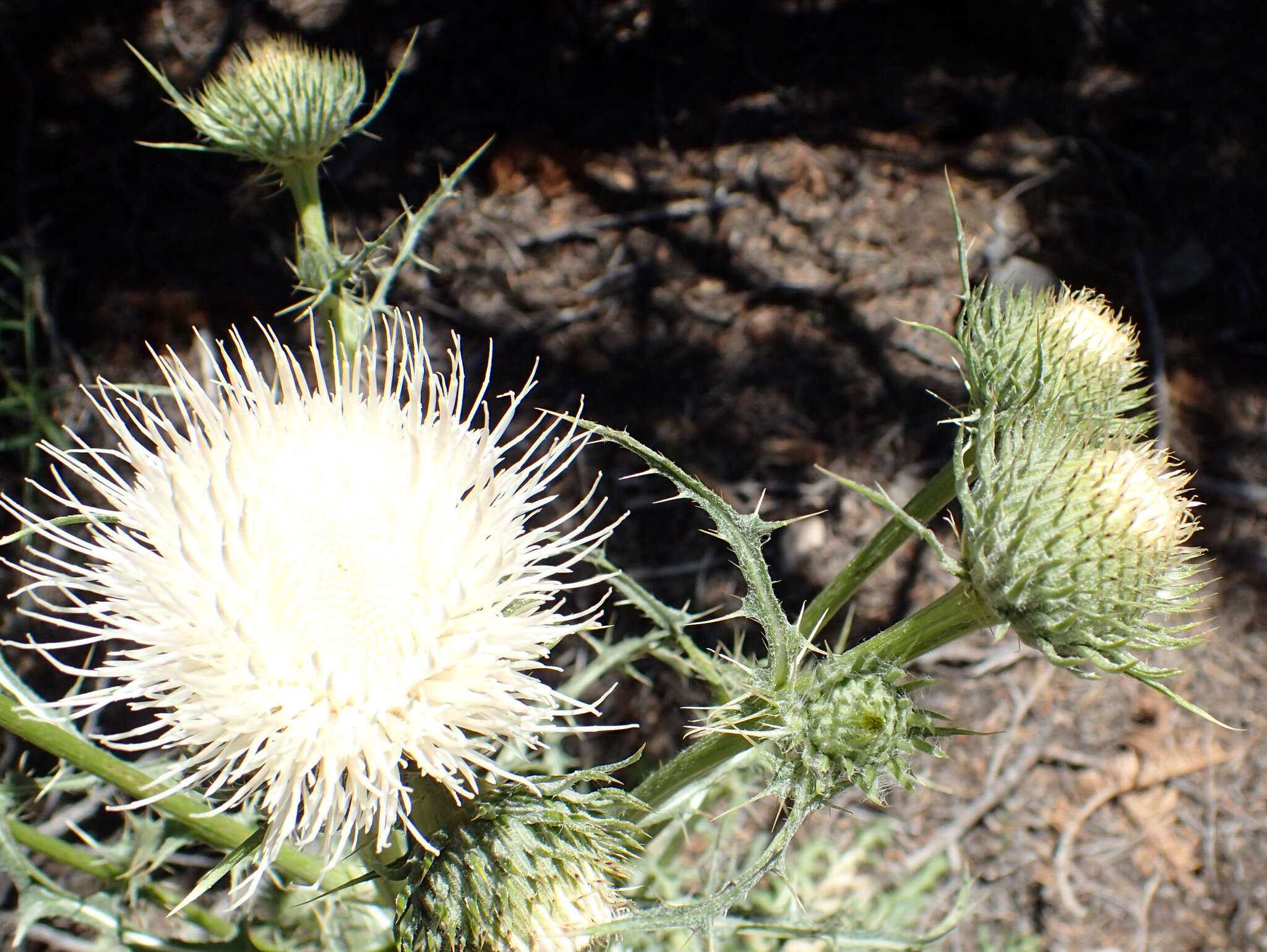 Cirsium cymosum (Greene) J. T. Howell的圖片