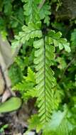 Image of Adiantum diaphanum Bl.