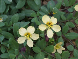 Image de Roepera debilis (Cham.) Beier & Thulin