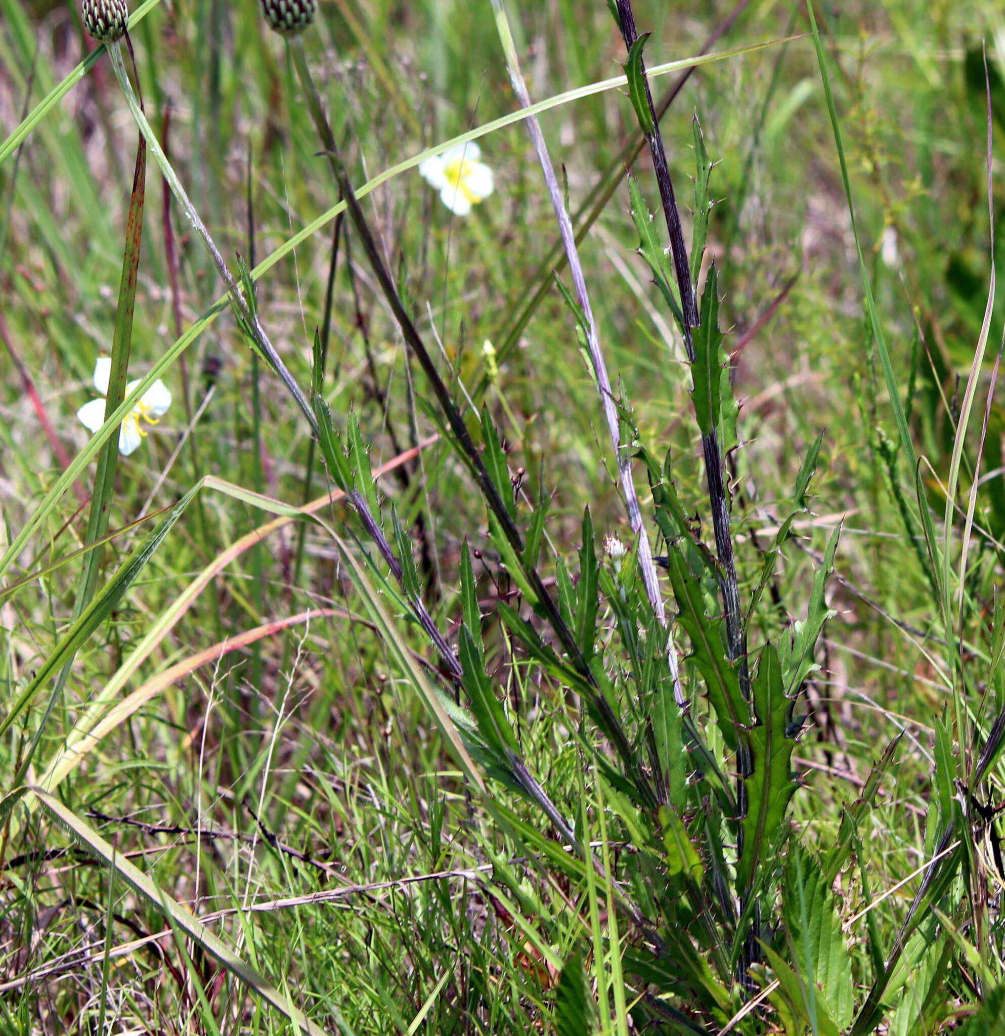 Image of Le Conte's thistle