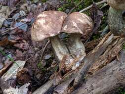 Image of Leccinum snellii A. H. Sm., Thiers & Watling 1967