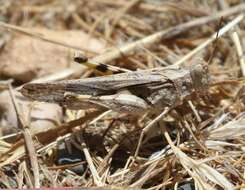 Image of Ridged Grasshopper