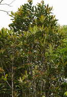 Image of Anneslea fragrans var. lanceolata Hayata