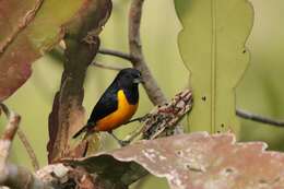 Euphonia rufiventris (Vieillot 1819)的圖片