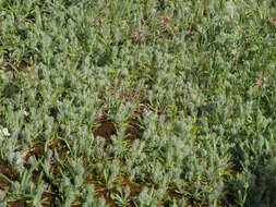 Image of Plantago bellardii subsp. bellardii