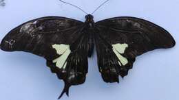 Image of Papilio antonio Hewitson 1875