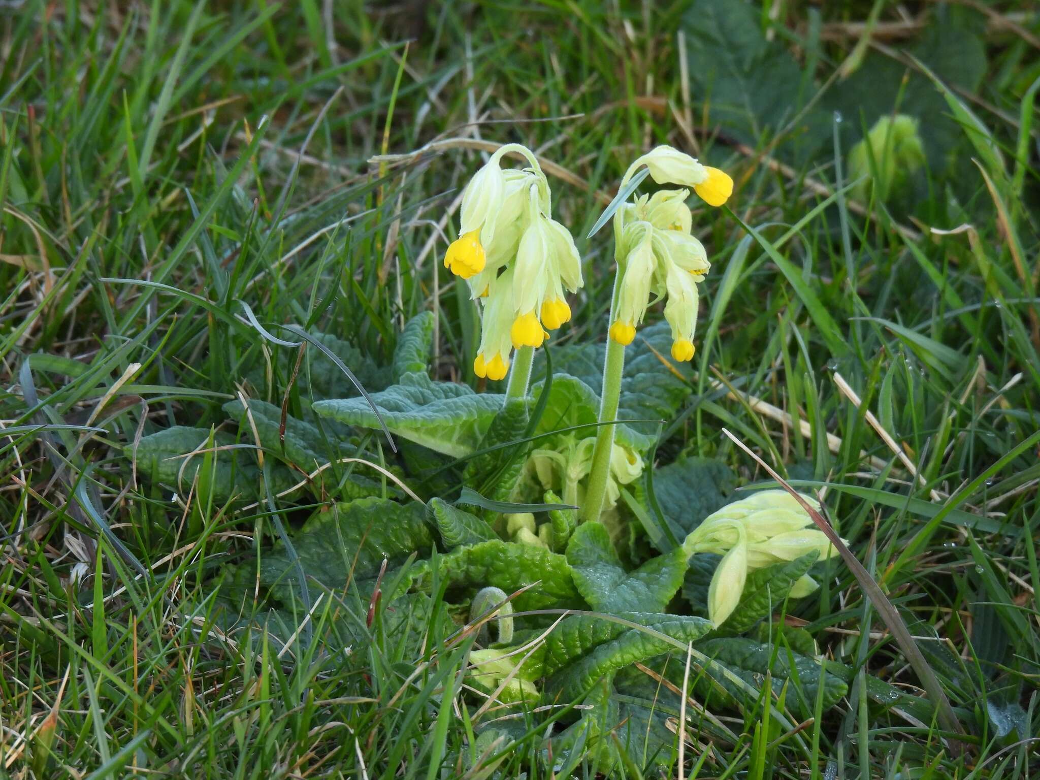 Image of Primula veris subsp. veris