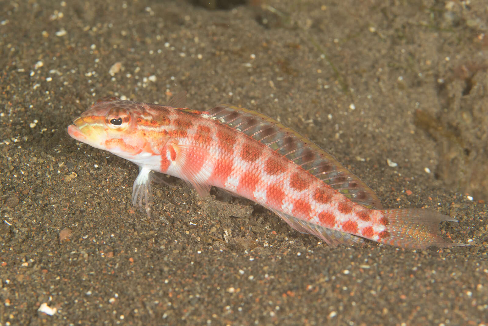 Image of Parapercis schauinslandi
