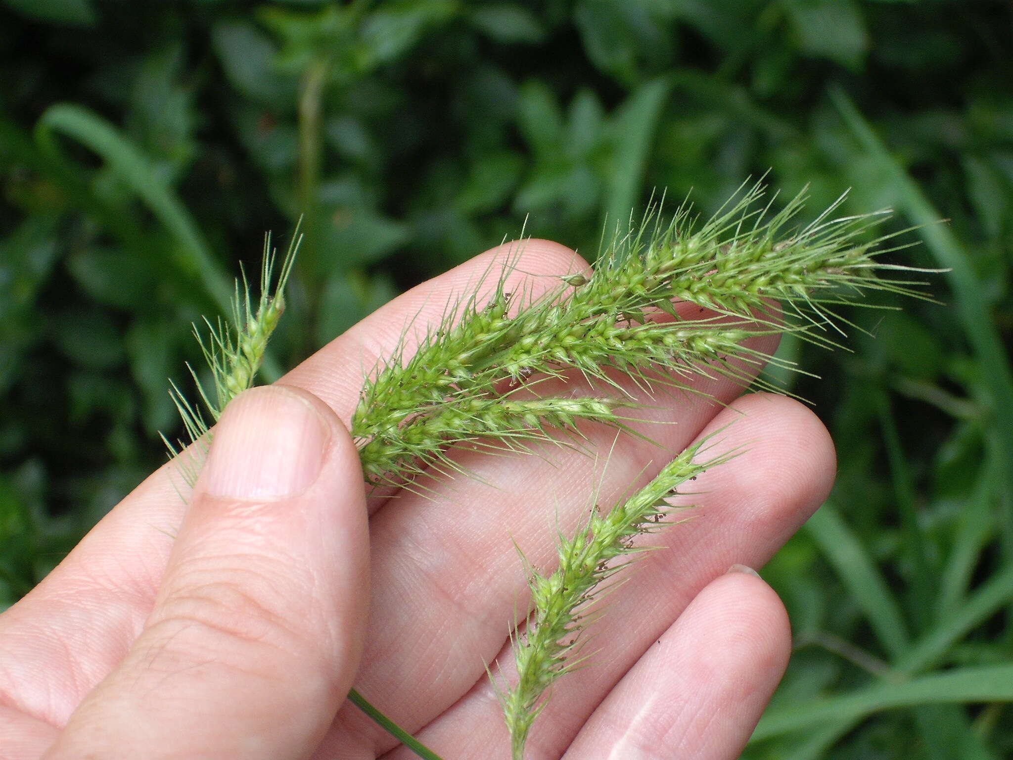 Image of gulf cockspur grass