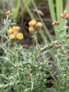 Image of Helichrysum dregeanum Harv. & Sond.