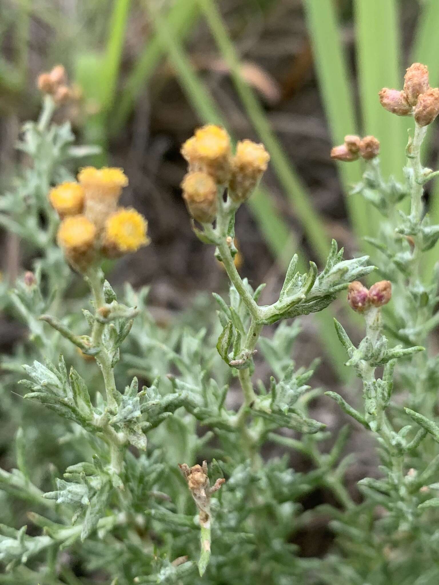 Image of Helichrysum dregeanum Harv. & Sond.