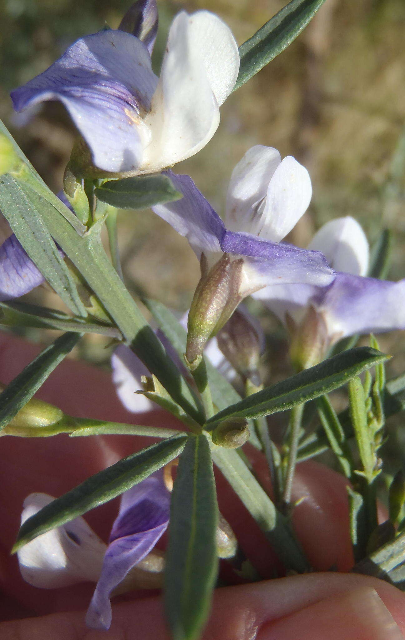 Image of Psoralea axillaris L. fil.