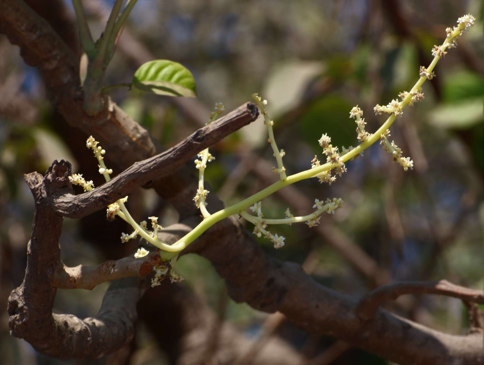 Image de Spondias pinnata (L. fil.) Kurz