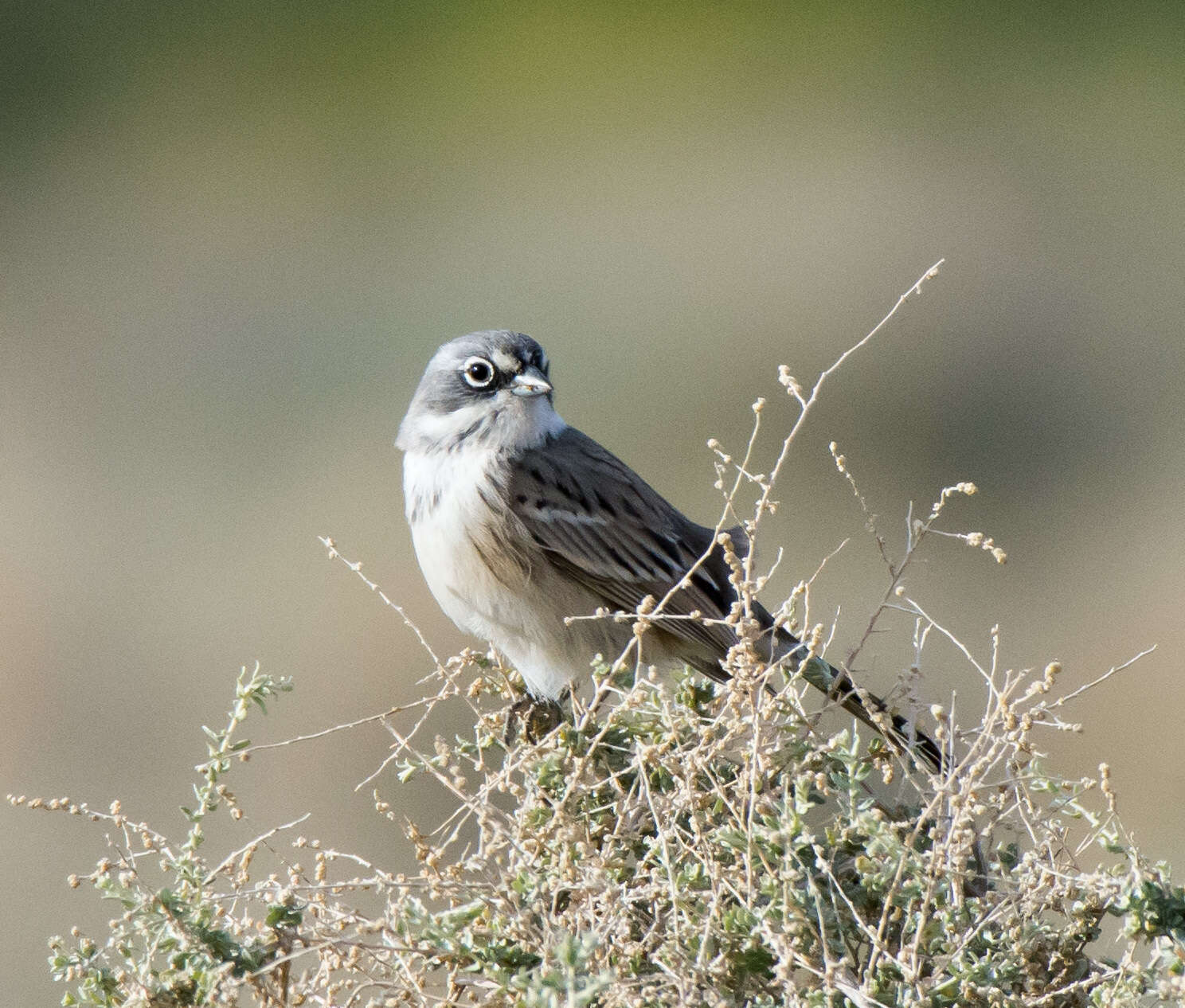 Image of Sagebrush Sparrow