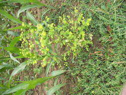 Euphorbia platyphyllos L.的圖片