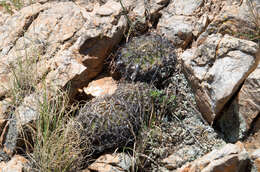 Image of Echinopsis obrepanda (Salm-Dyck) K. Schum.