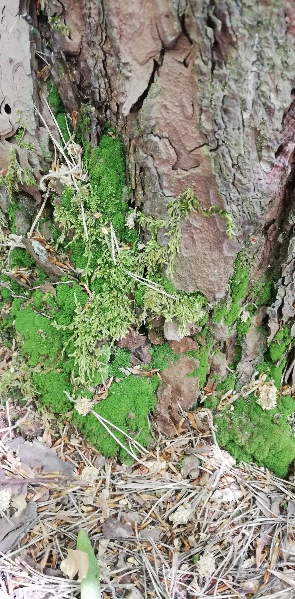 Image of montane dicranum moss