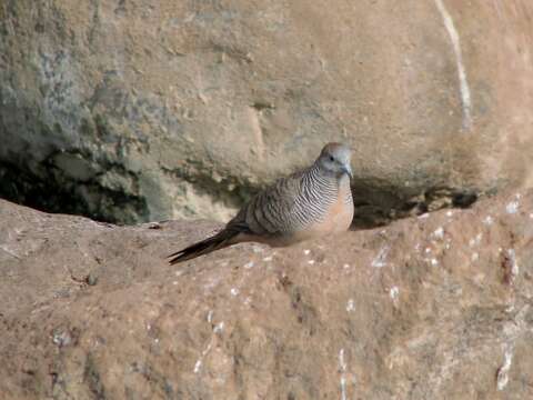 Image of Zebra Dove